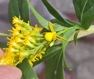Frans 04 Spinnetje in Boerenwormkruid